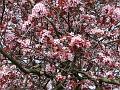 2010-0406-1400_Spring_15C